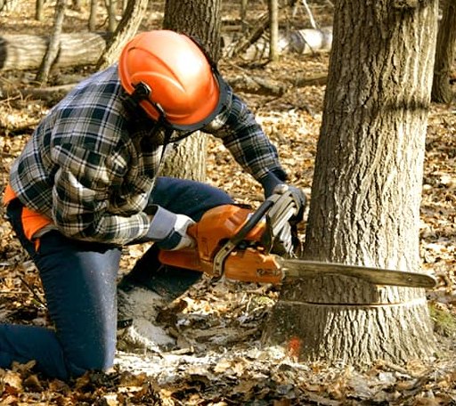 Tree Removal in Como, TX